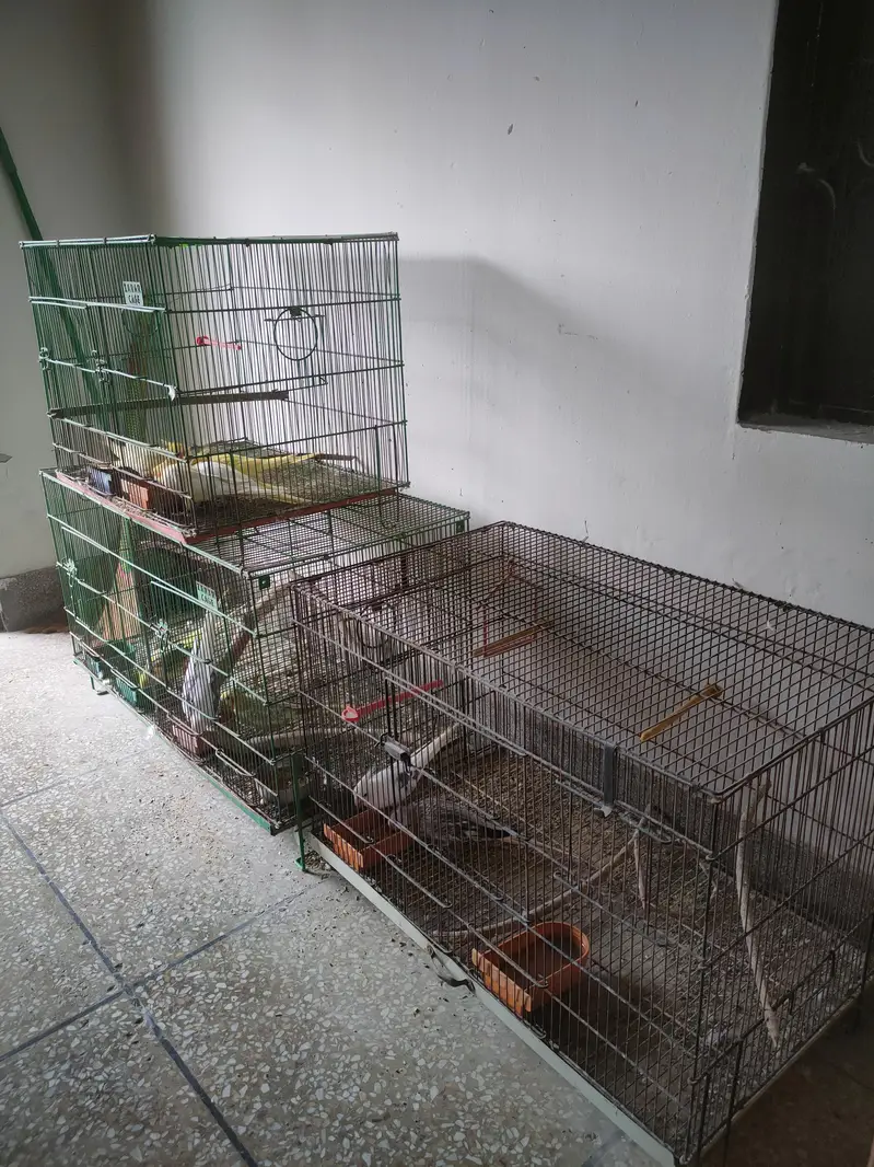 Cockatiel breeder pairs and cages for sale — photo 4