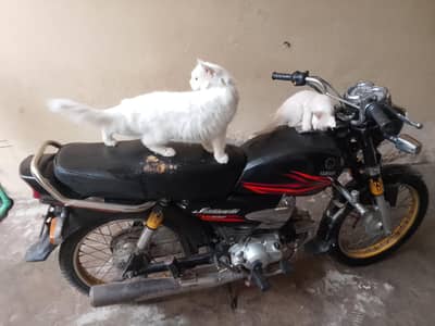 Yamaah janoon 100