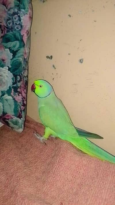 Green Ringneck Indian parrot