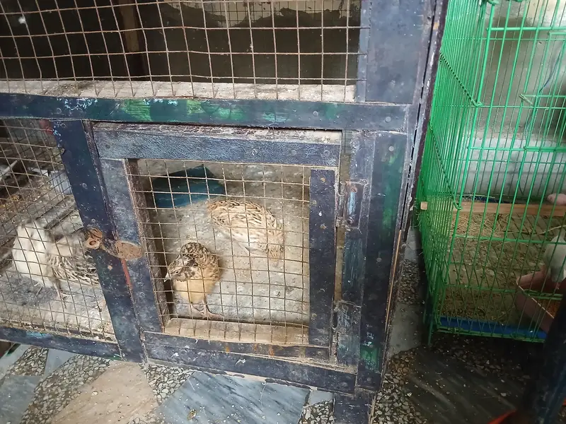 breeder — photo 2