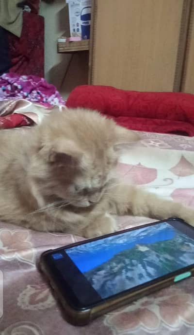 active and helaty cat