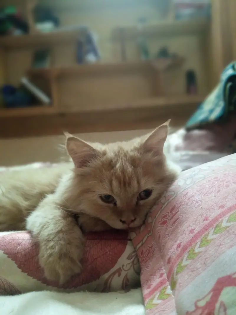 active and helaty cat — photo 2