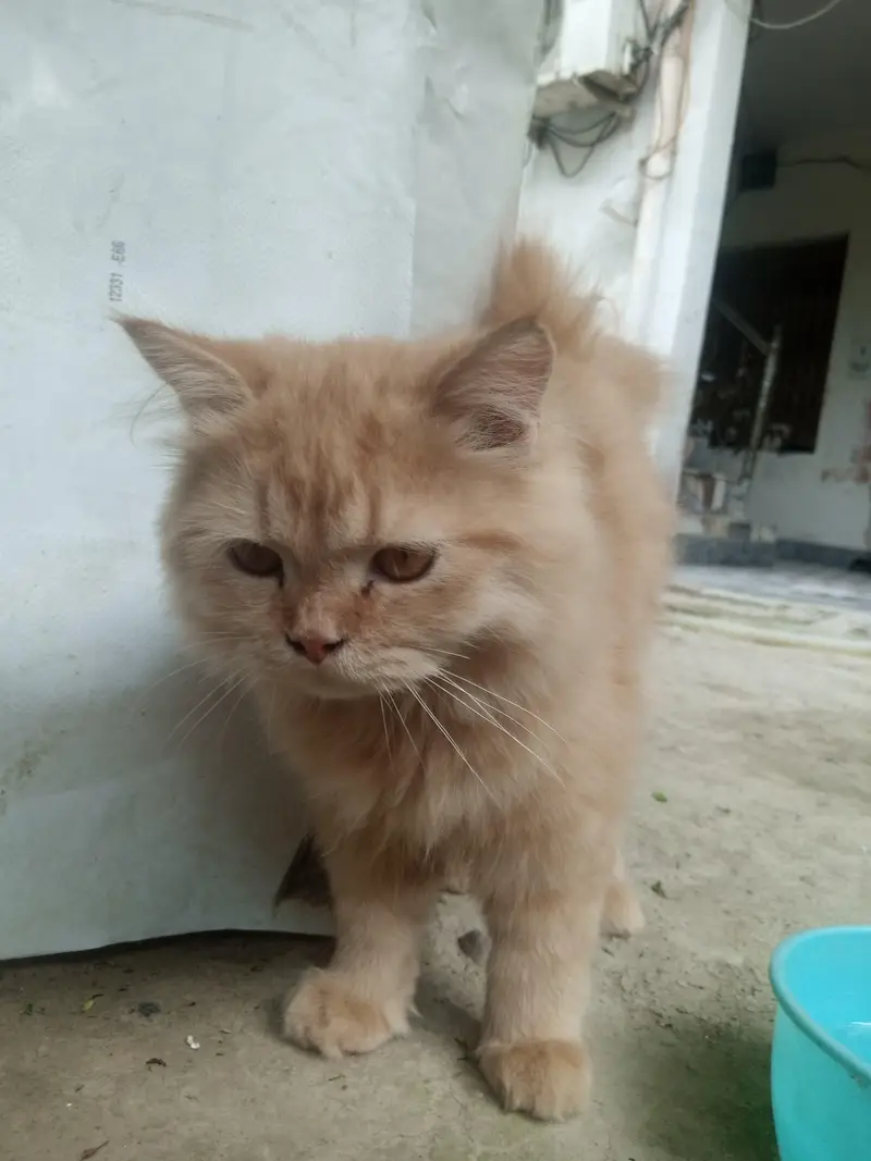 active and helaty cat — photo 4