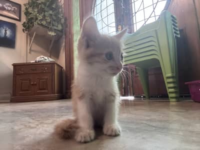 Persian cat