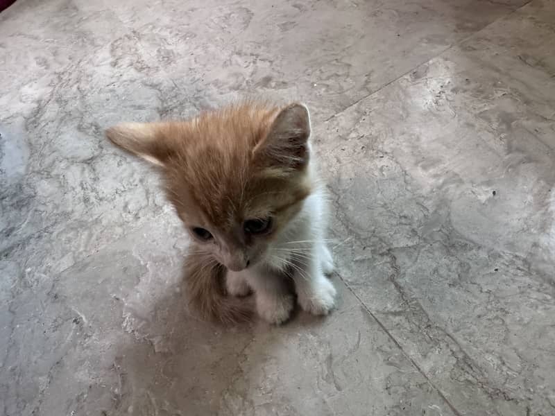 Persian cat 1