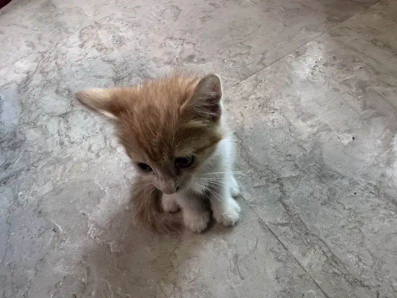 Persian cat — photo 2
