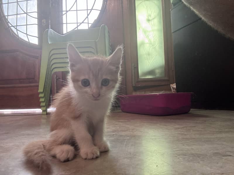 Persian cat 2