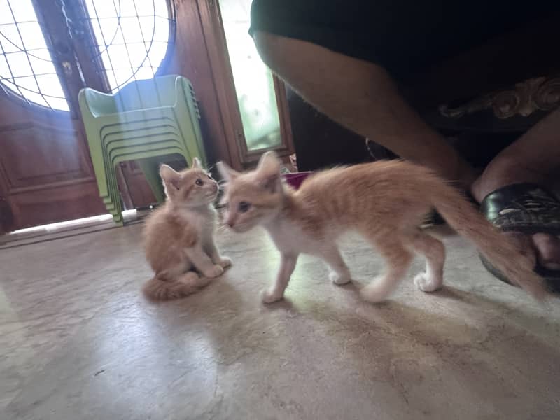 Persian cat 3