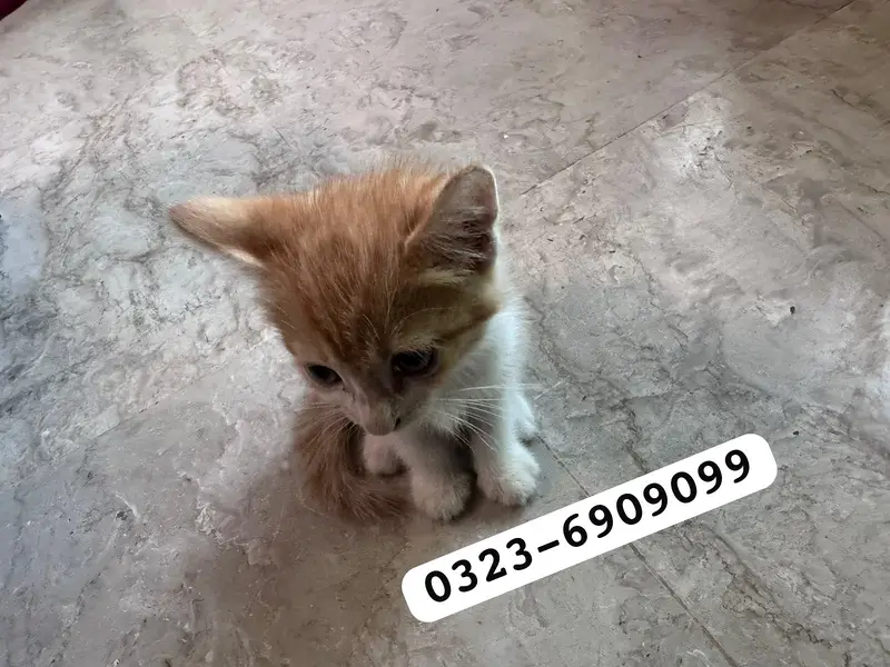 Persian cat — photo 5