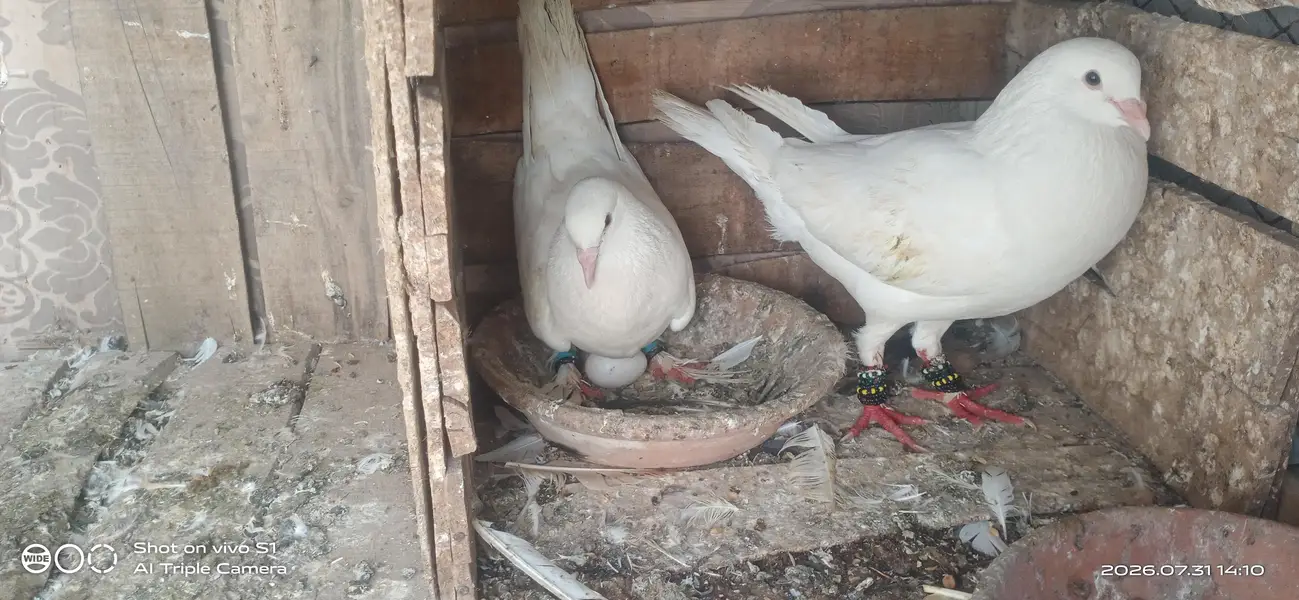 white beuty king — photo 2