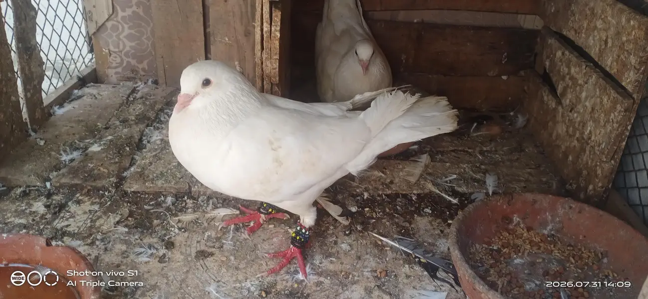 white beuty king — photo 3