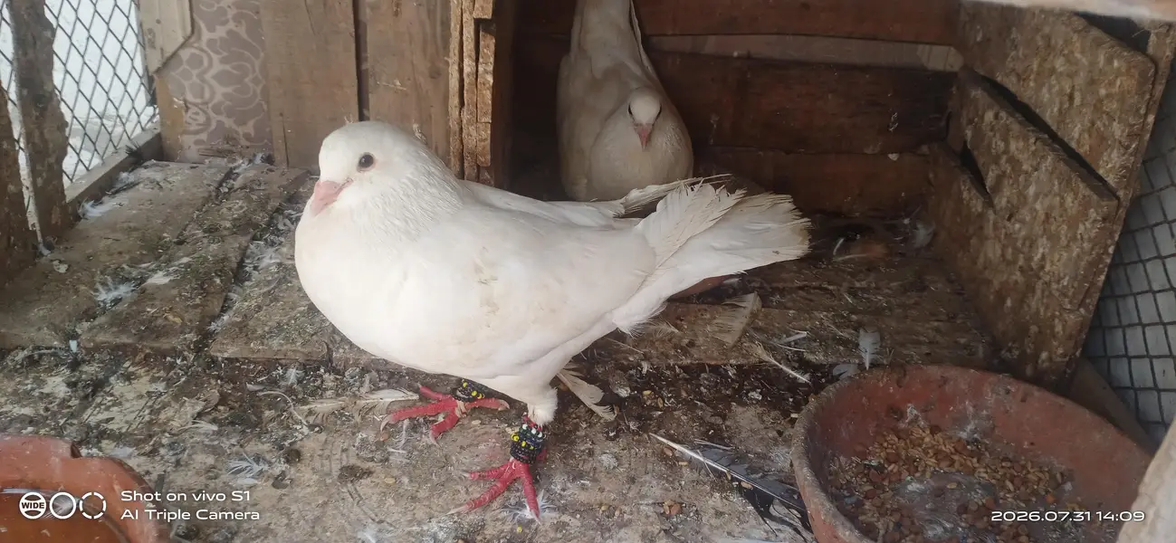 white beuty king — photo 4