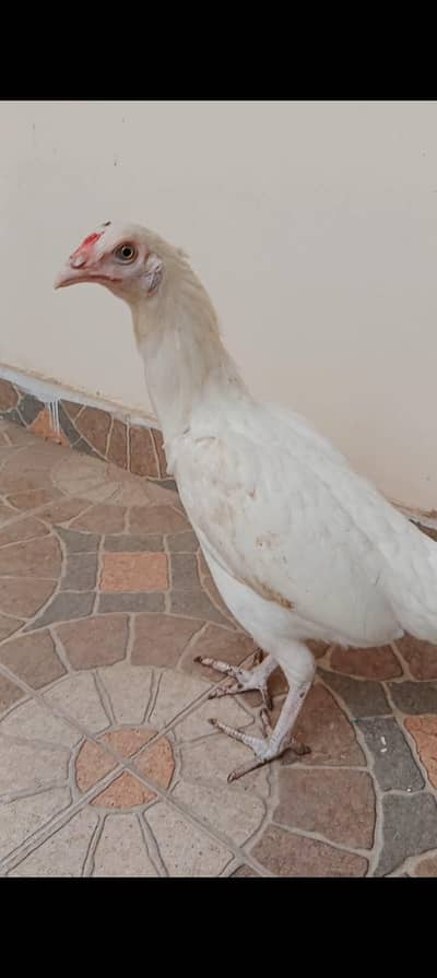 aseel murgi or Desi pair