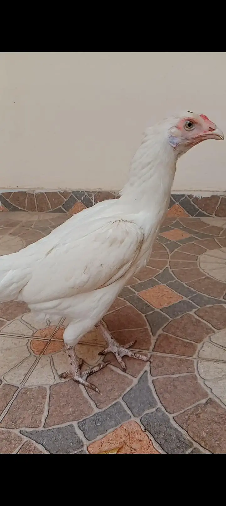 aseel murgi or Desi pair — photo 2