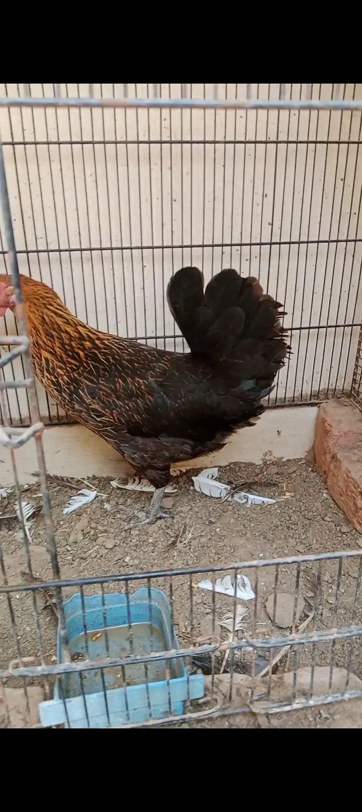 aseel murgi or Desi pair — photo 3