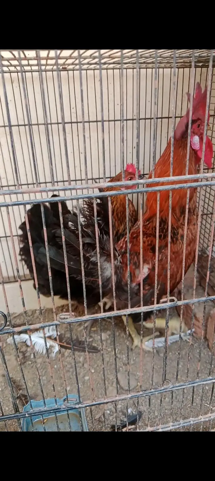 aseel murgi or Desi pair — photo 4