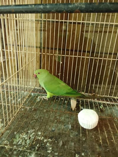 Green parrot pair