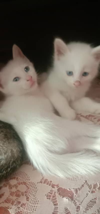 cat baby 
