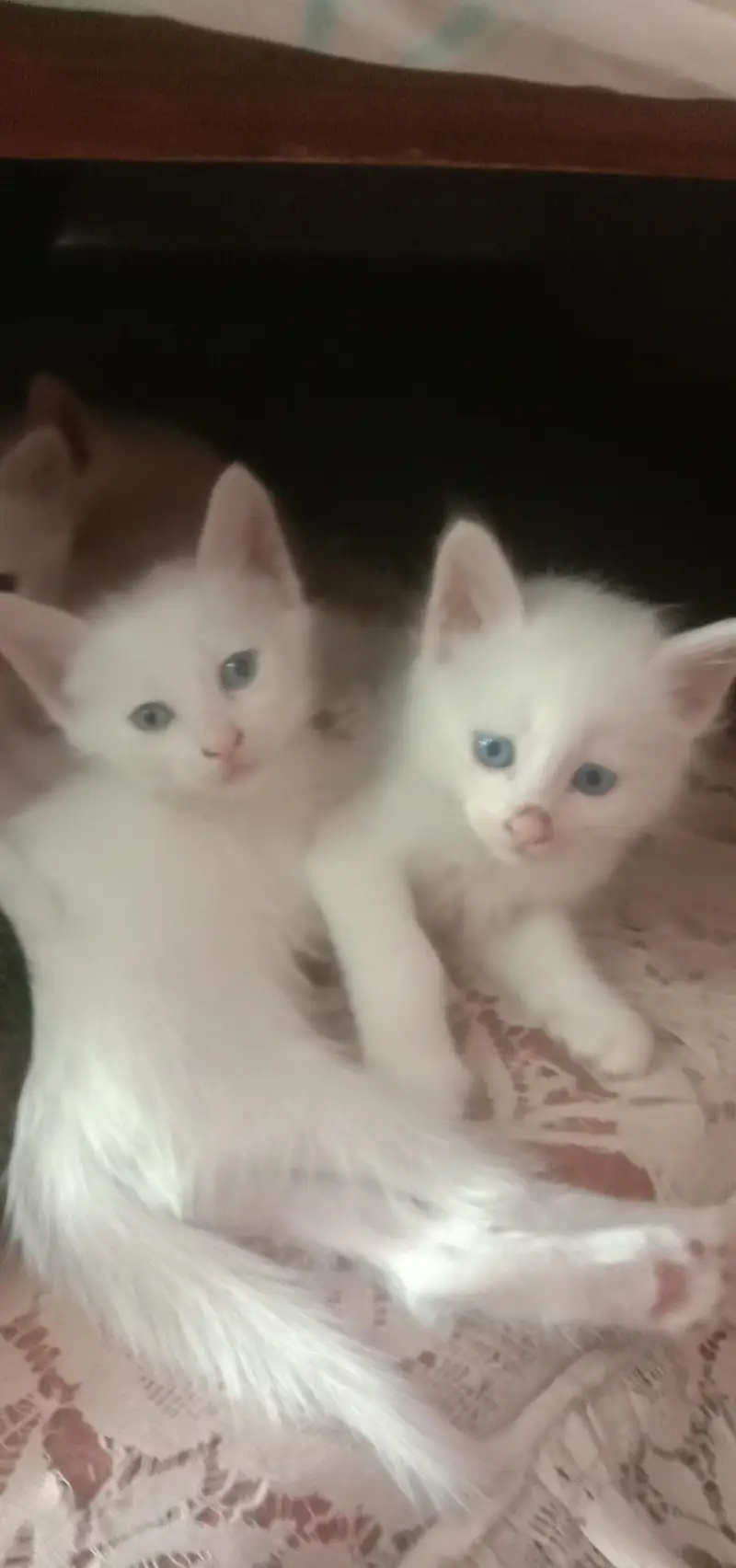 cat baby  — photo 2
