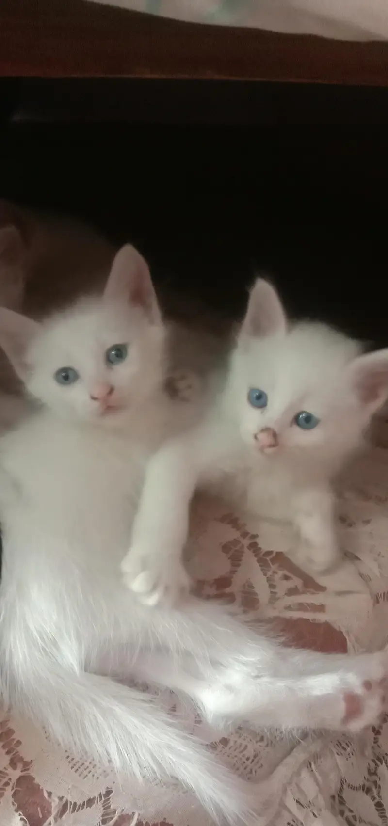 cat baby  — photo 3