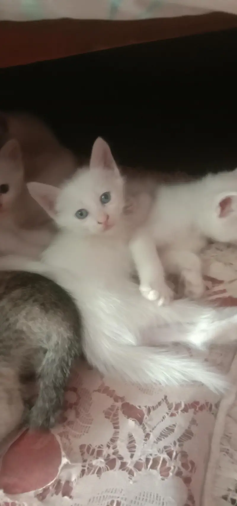 cat baby  — photo 4