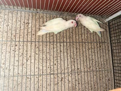 red eye Albino pair