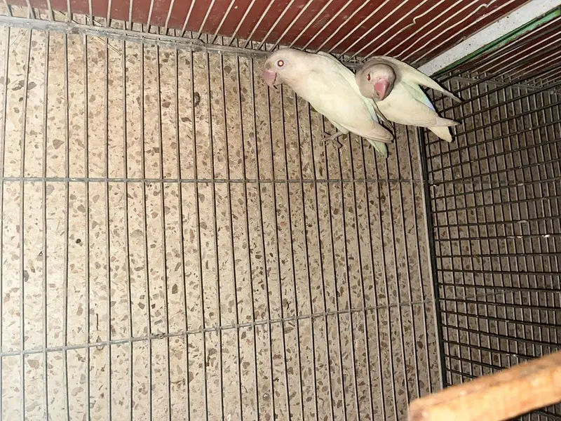 red eye Albino pair — photo 2