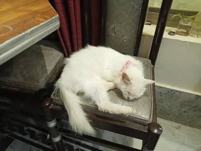 double coat pesian cat