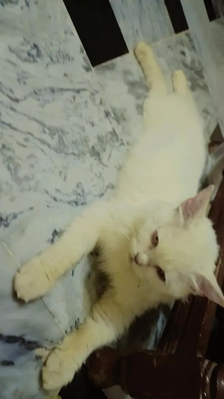 double coat pesian cat — photo 2