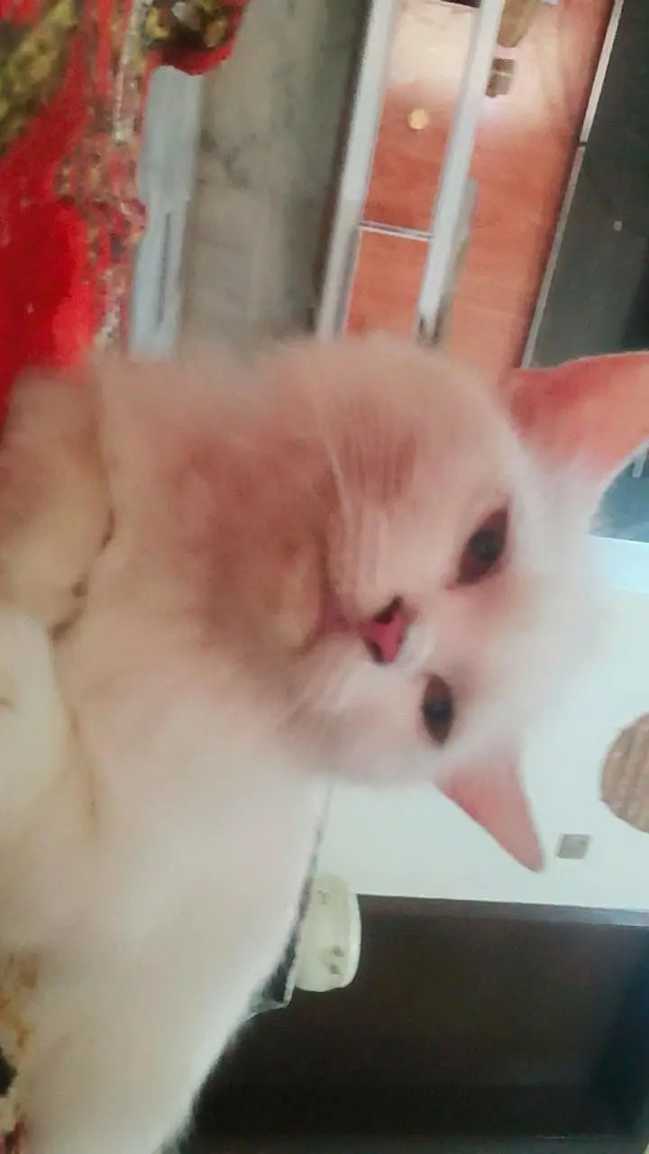 double coat pesian cat — photo 3