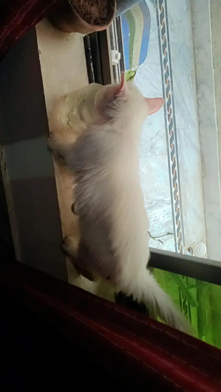 double coat pesian cat — photo 4