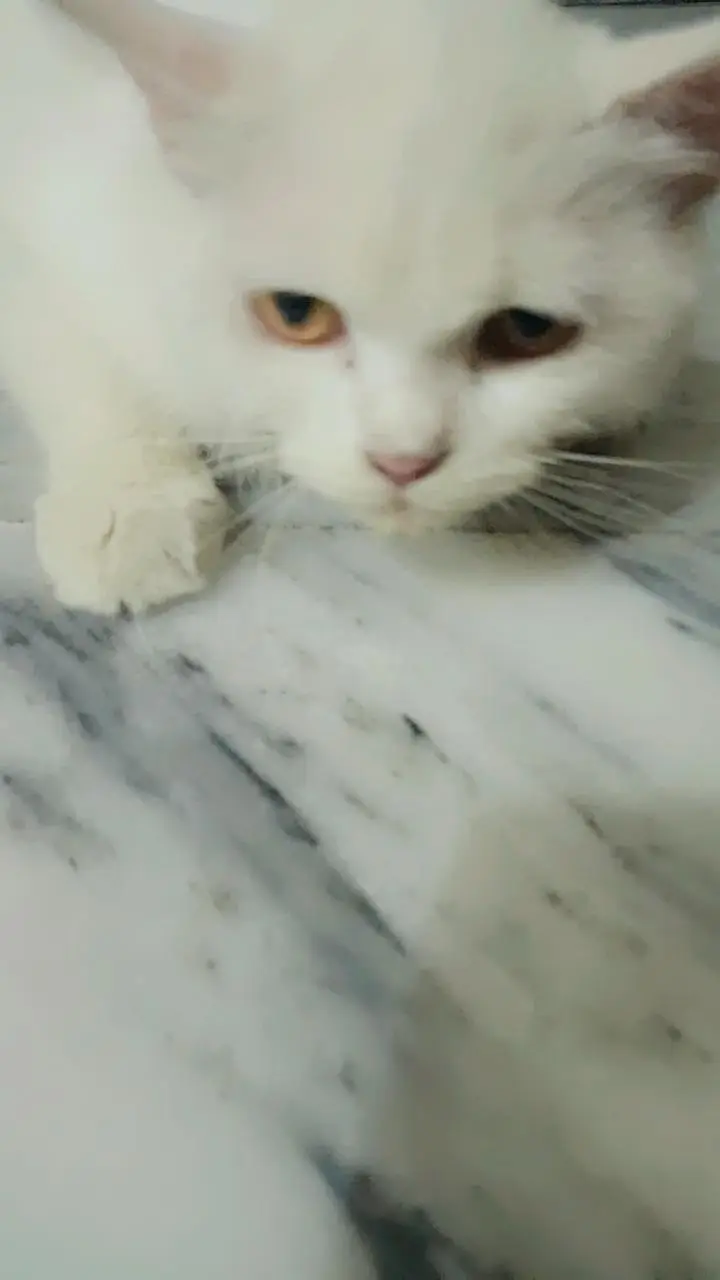 double coat pesian cat — photo 5