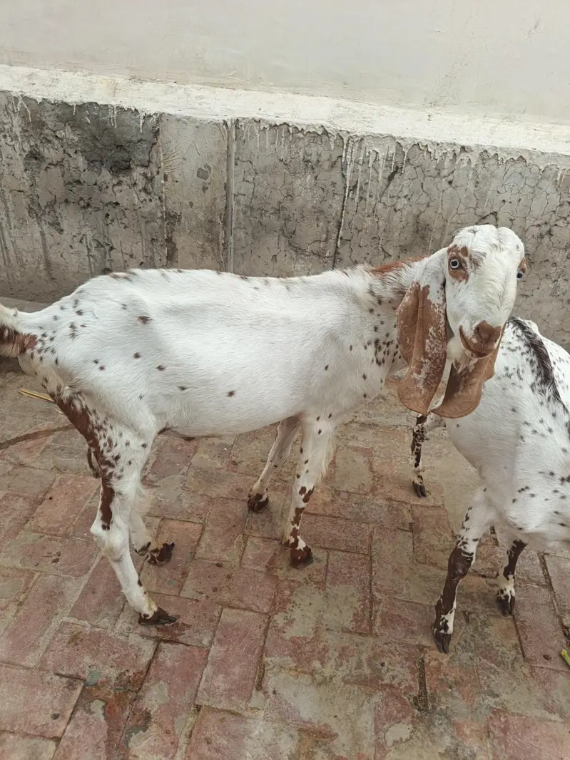 Bakri With Two Bakrya For Sale — photo 5