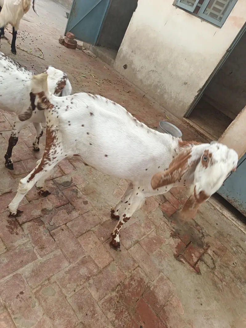 Bakri With Two Bakrya For Sale — photo 6