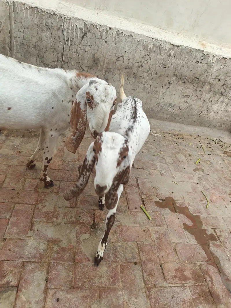 Bakri With Two Bakrya For Sale — photo 7