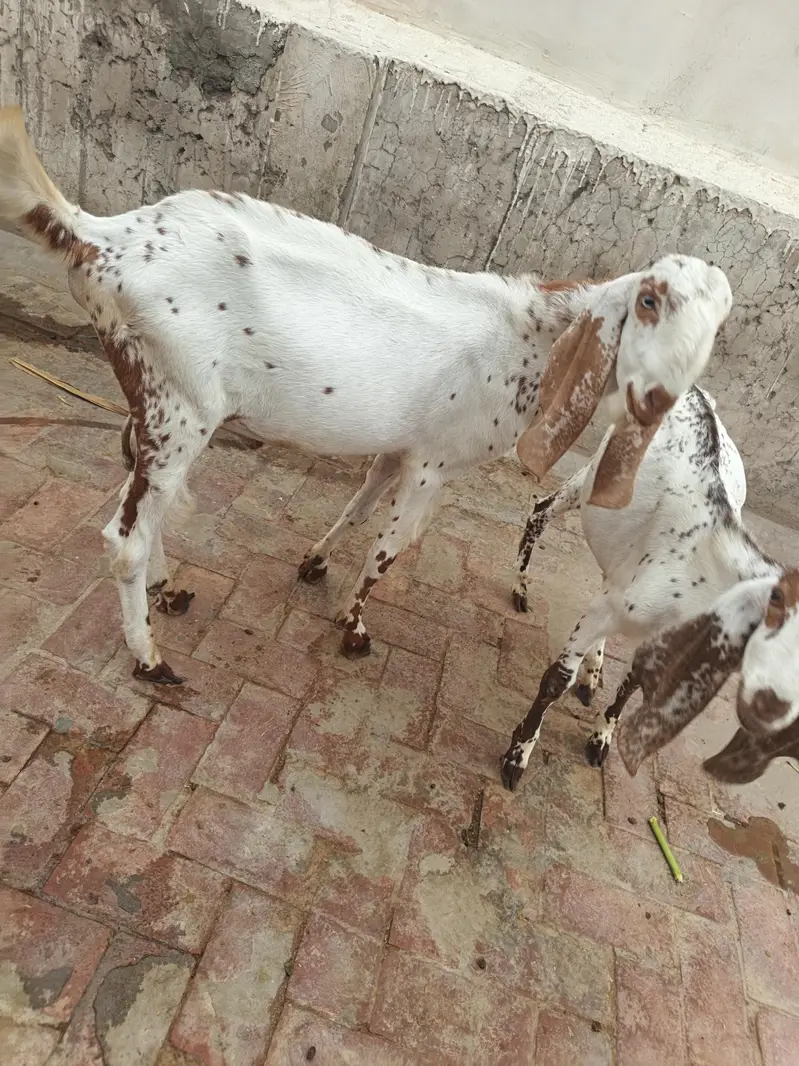 Bakri With Two Bakrya For Sale — photo 8