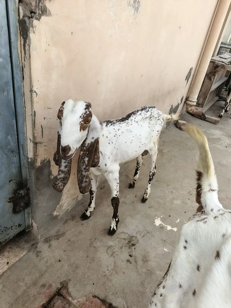Bakri With Two Bakrya For Sale — photo 9