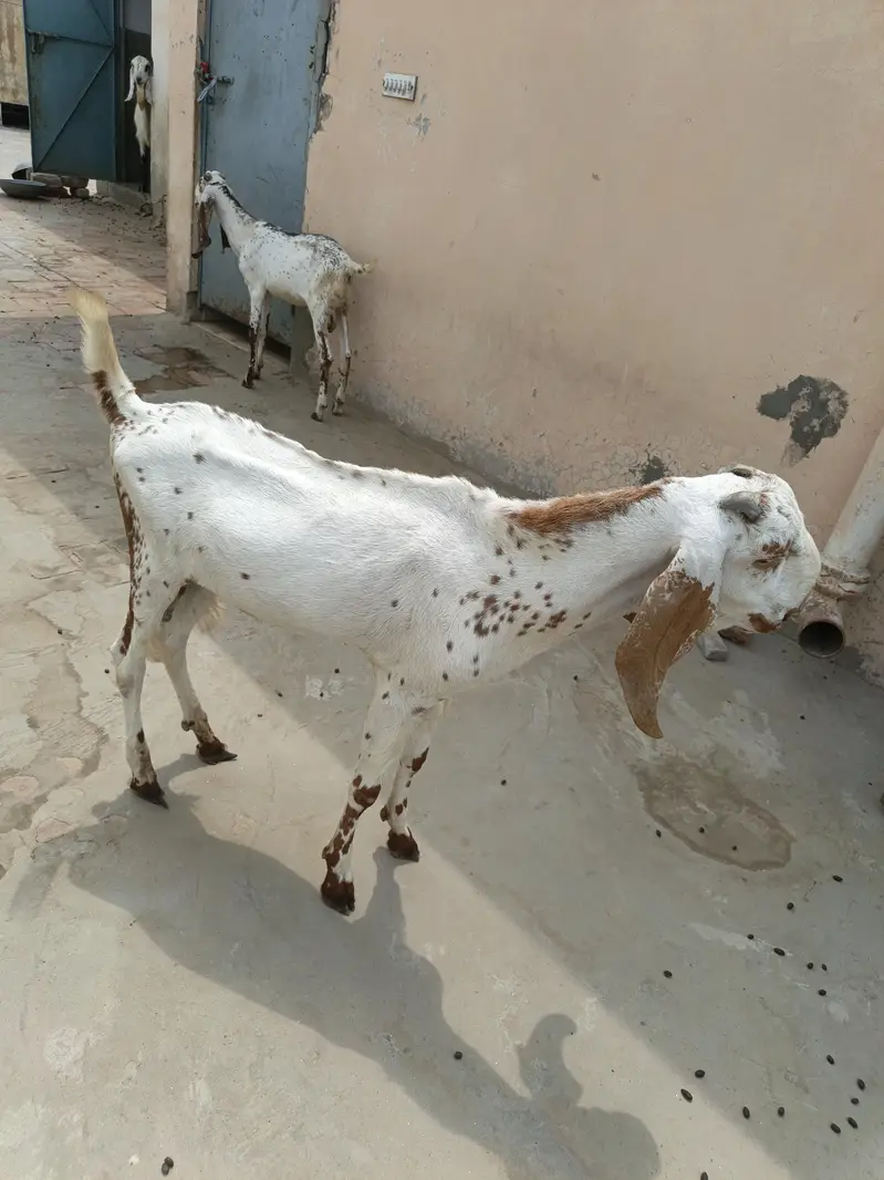 Bakri With Two Bakrya For Sale — photo 10