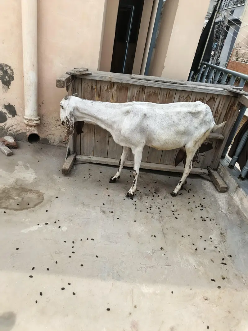 Bakri With Two Bakrya For Sale — photo 11