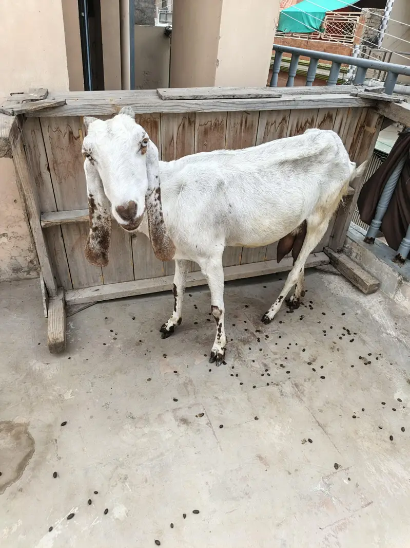 Bakri With Two Bakrya For Sale — photo 12