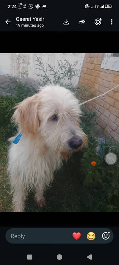 labradoodle for sale