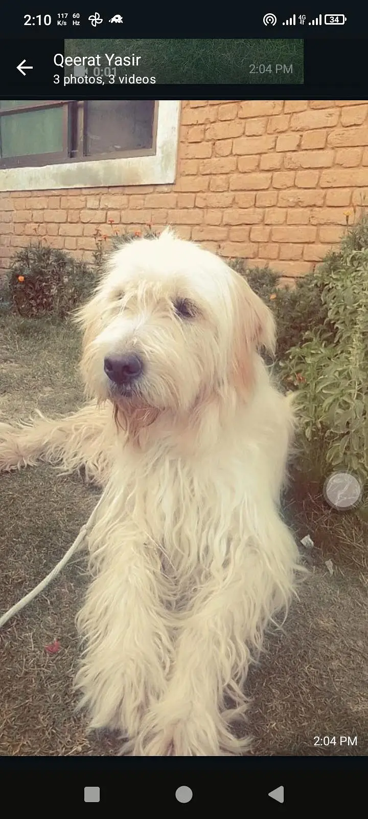 labradoodle for sale — photo 2