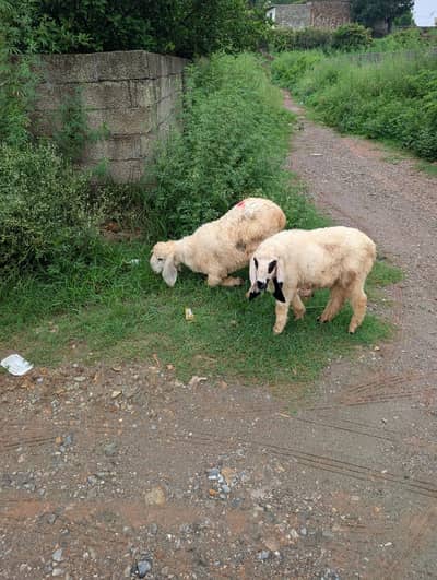 kajla sheep | kajla | sheep | kajla chatra | 3 months | D face