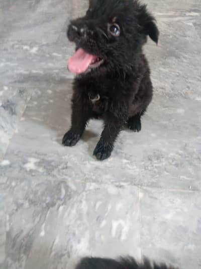 long coat gsd puppies for sale