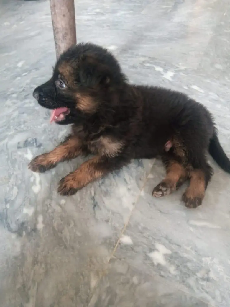 long coat gsd puppies for sale — photo 2