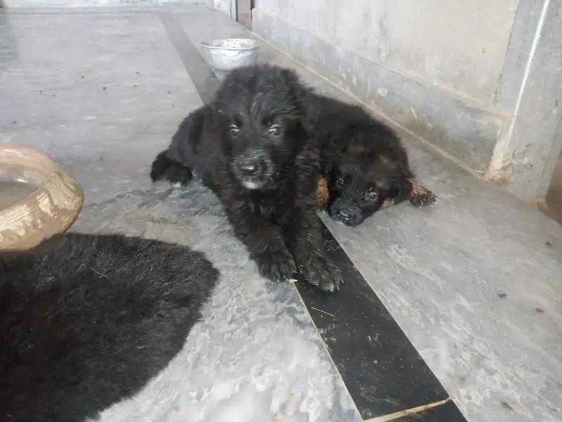 long coat gsd puppies for sale — photo 3