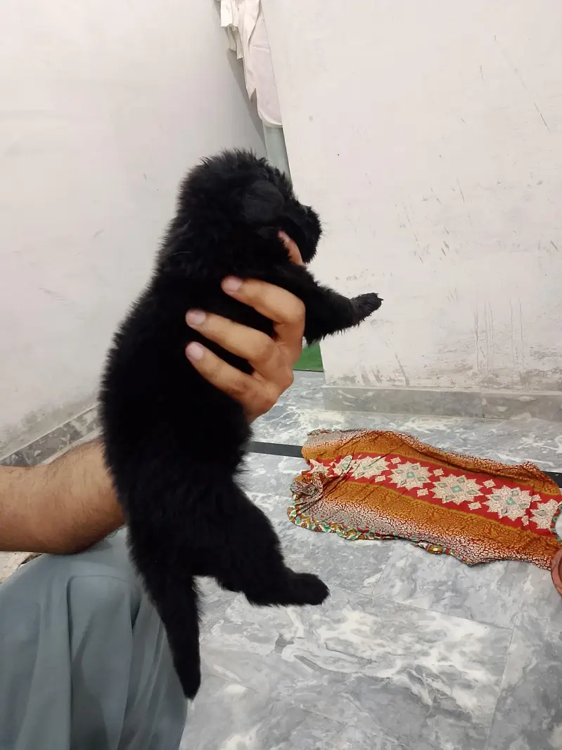 long coat gsd puppies for sale — photo 4