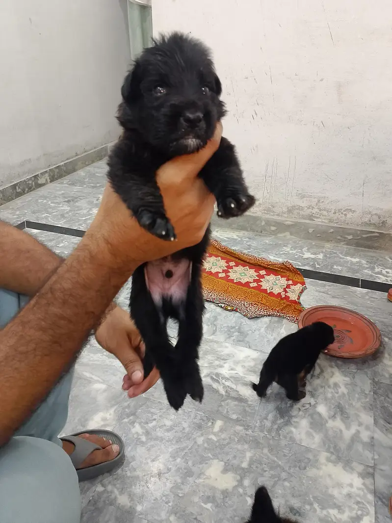 long coat gsd puppies for sale — photo 5