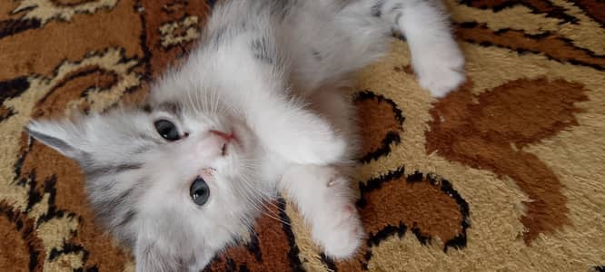 Funny cats ,weak up you early and know your language