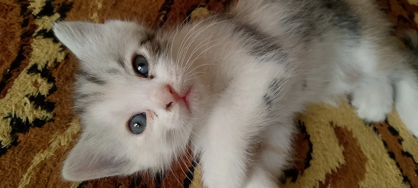 Funny cats ,weak up you early and know your language — photo 2